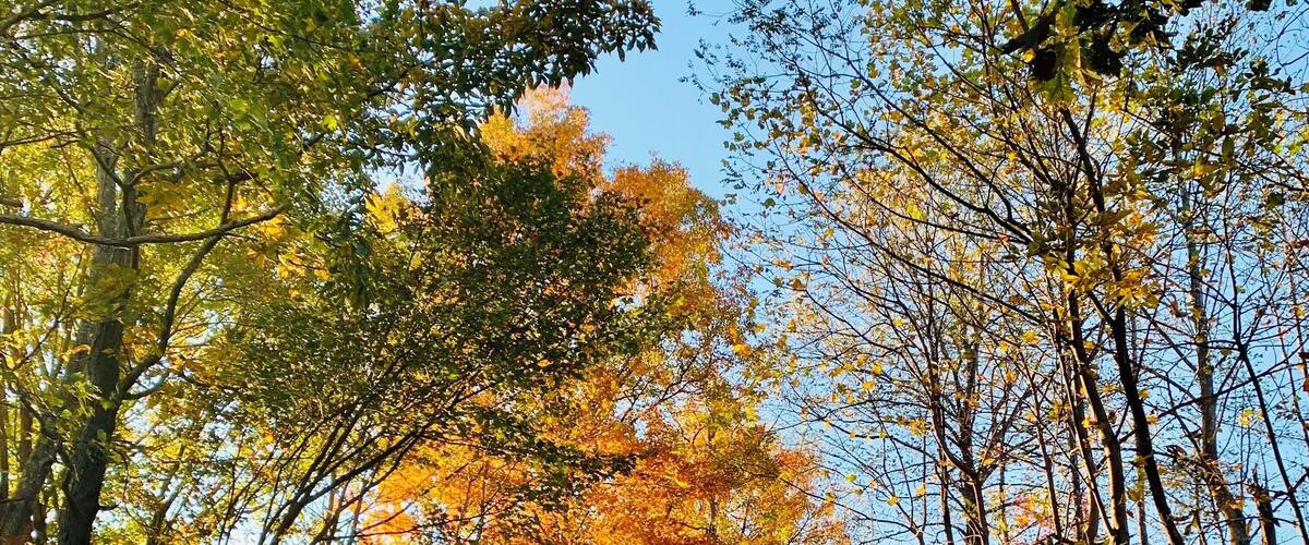 Ein Kiesweg durch einen Wald mit Herbstlaub.