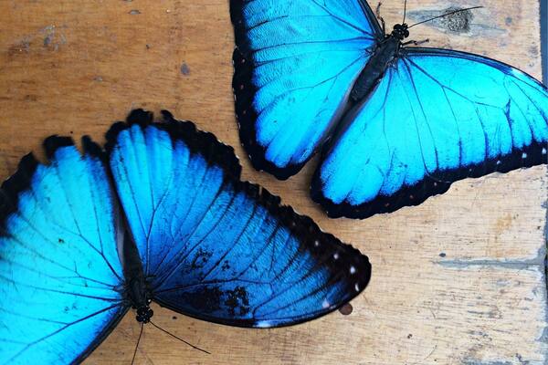 Three blue butterflies on a wooden surface.