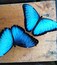 Three blue butterflies on a wooden surface.