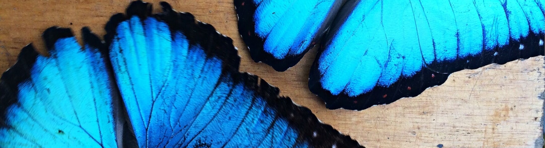 Tres mariposas azules sobre una superficie de madera.