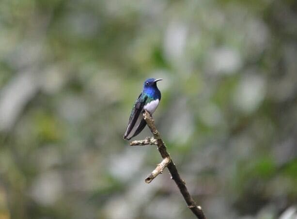 The hummingbirds come in all shades and colors hues in Ecuador. This fellow is much bigger than the Red Throat Colibri we get back home!