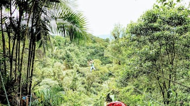 Did the full zip line tour here and it was the best zip lines I’d ever done. There are places where you can’t even see the other end of the line that you’re on as you glide at high speeds, hundreds of feet above the jungle.#Adventure