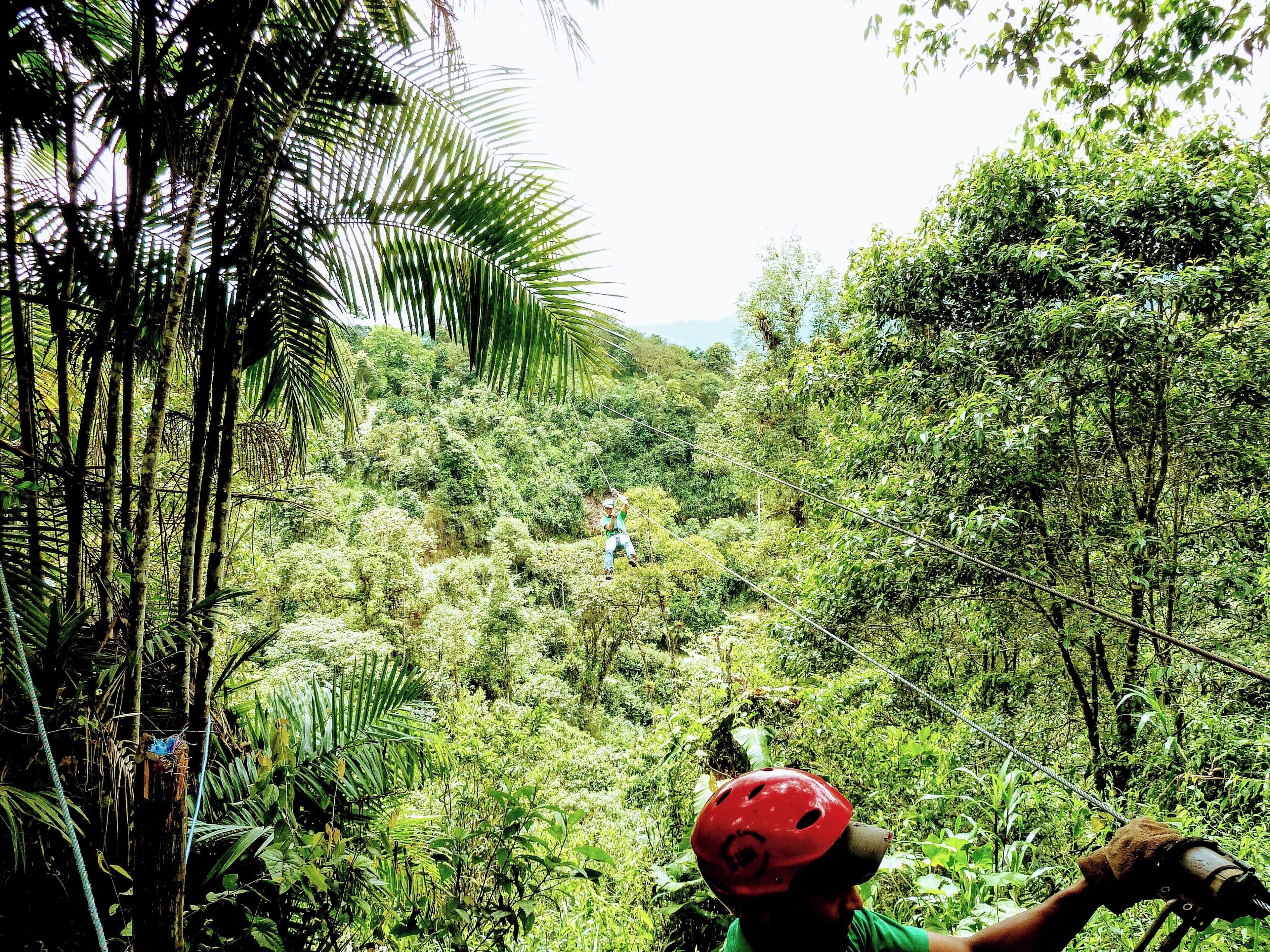 A person on a zip line through a dense forest with tall trees and lush greenery.