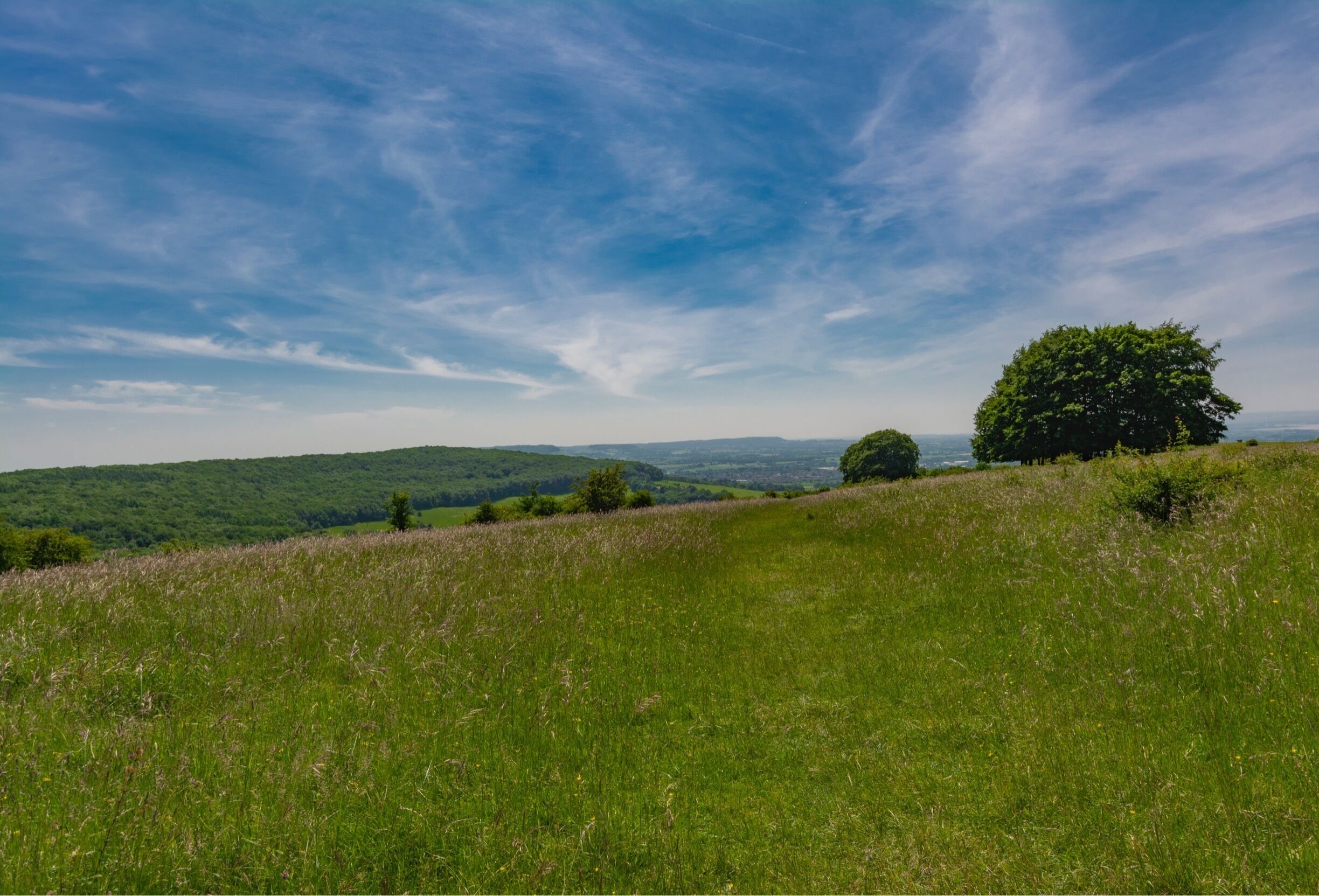 A grassy hill with a large tree and a clear blue sky.