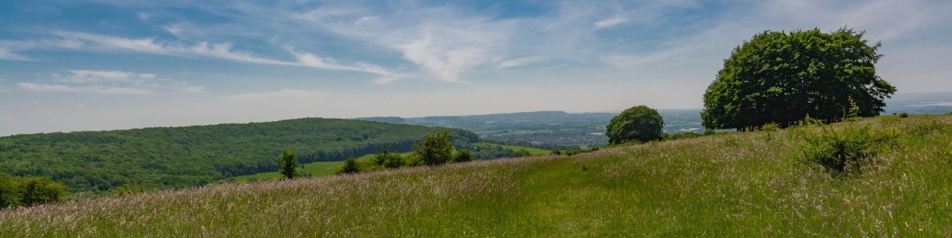 A grassy hill with a large tree and a clear blue sky.