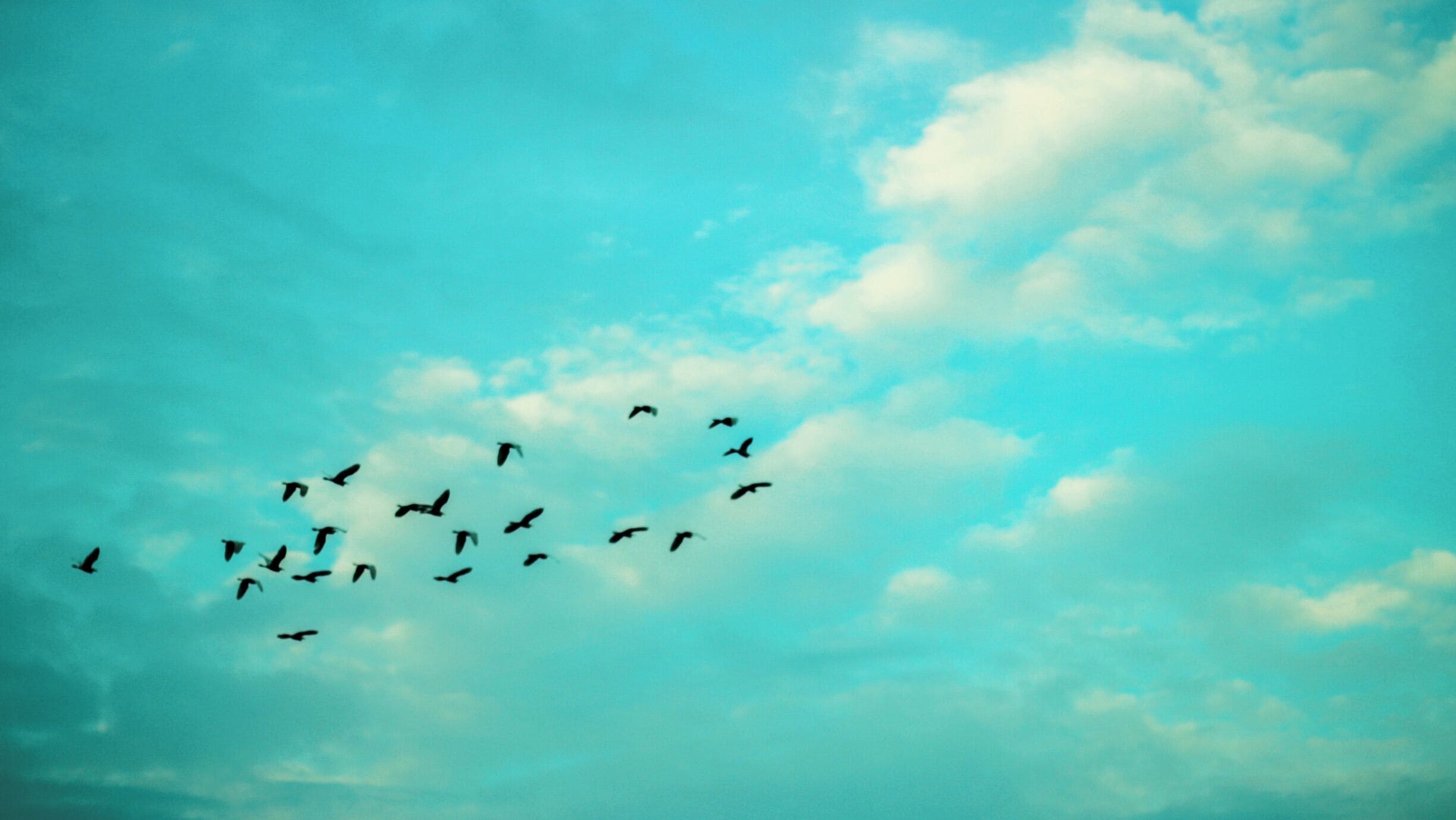 These birds were on migration and I hope it heading towards new location due to monsoon.