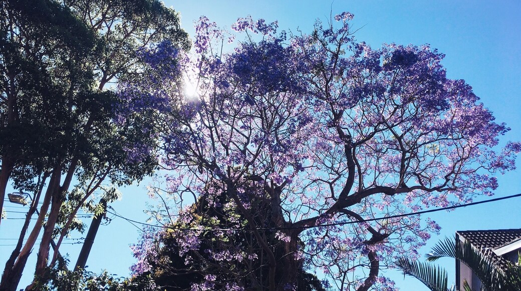 Jacarandas 💜💜💜
#Australia #Sydney #NeutralBay #Jacaranda