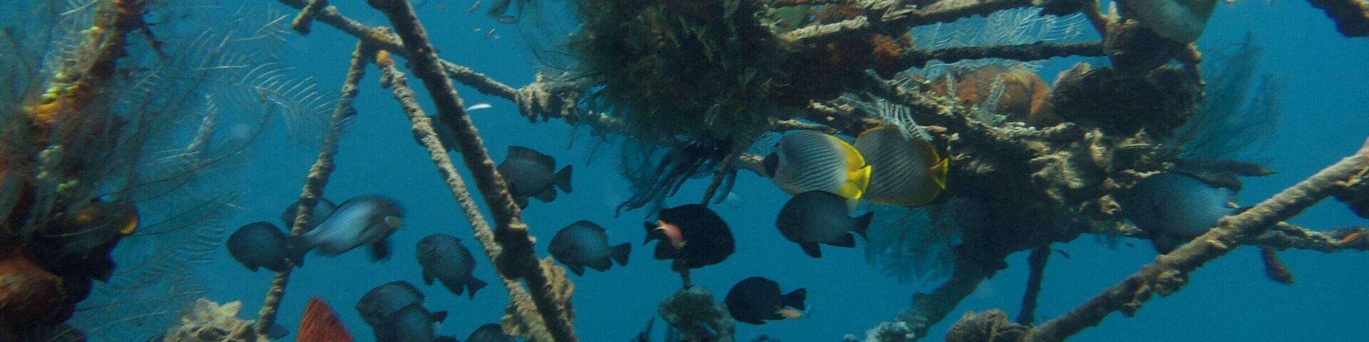 Divers come from all over the world to dive the Liberty wreck just off the coast of Tulamben. But there's plenty more to see after you've been to the wreck. This shot was taken at the Coral Garden dive site. I saw lots of good macro life, as well as a small black tip reef shark.