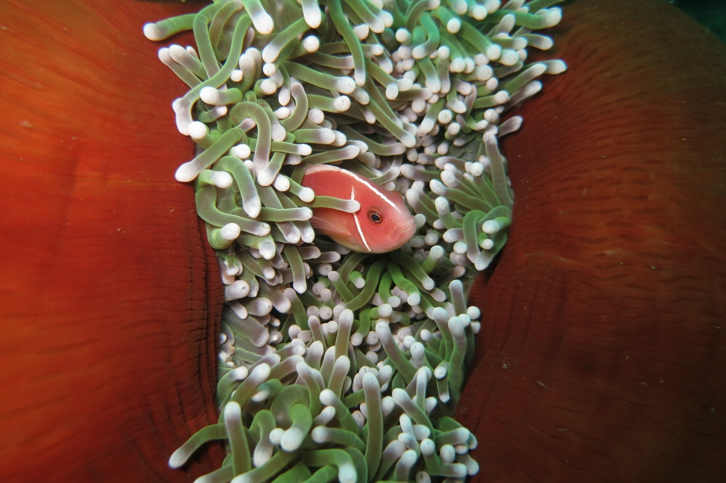 A fish nestled among anemone tentacles.