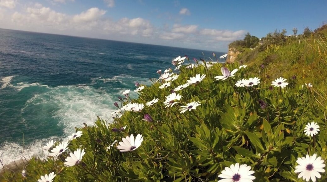 somewhere along this little secret path i found heaven. this little path goes from Dee Why to Curl Curl beach. Its secluded and has so many awesome rock ledges to sit on. Definitely a nifty spot to watch the sunrise, sunset or just the ocean tide.