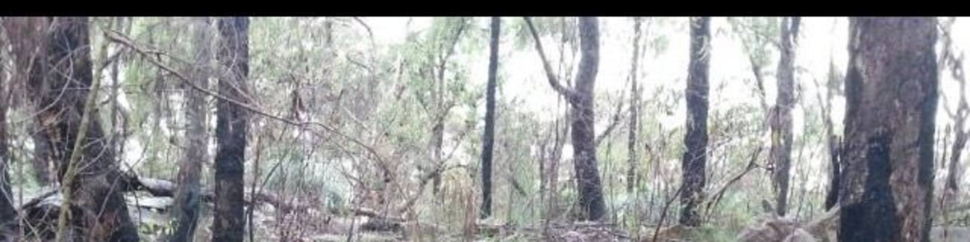 Ever in Sydney, Australia .... Lane Cove Nationalpark is defenetly worth it....