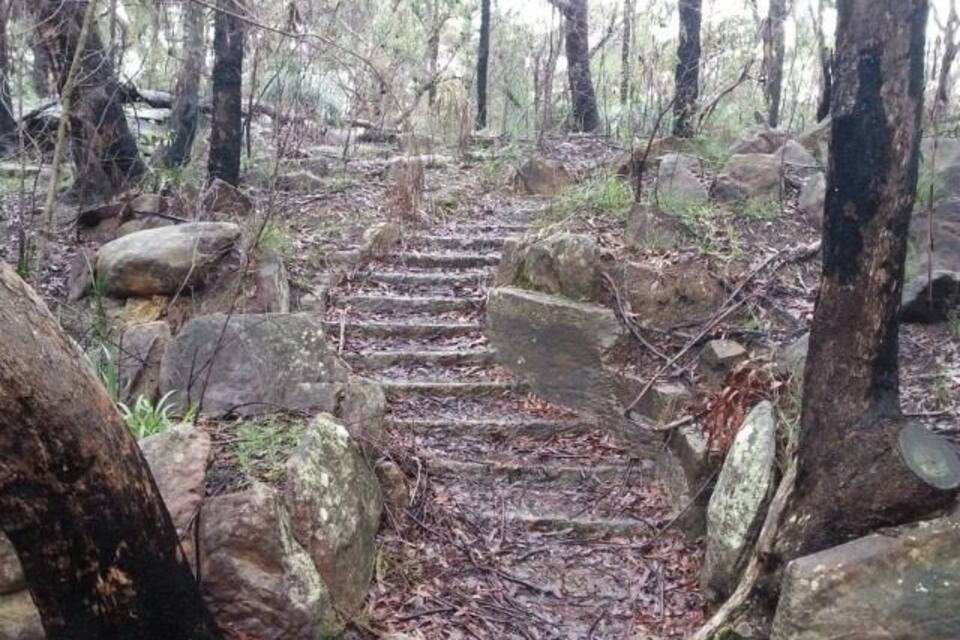 Ein bewaldetes Gebiet mit einer Steintreppe, die sich durch die Bäume hinaufschlängelt.