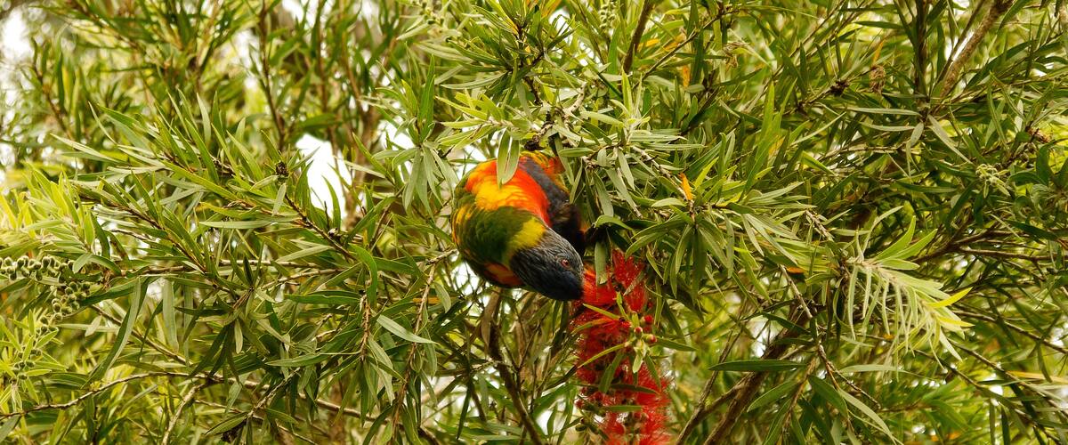 Rainbow Lorikeet on a tree in Sydney - Australia