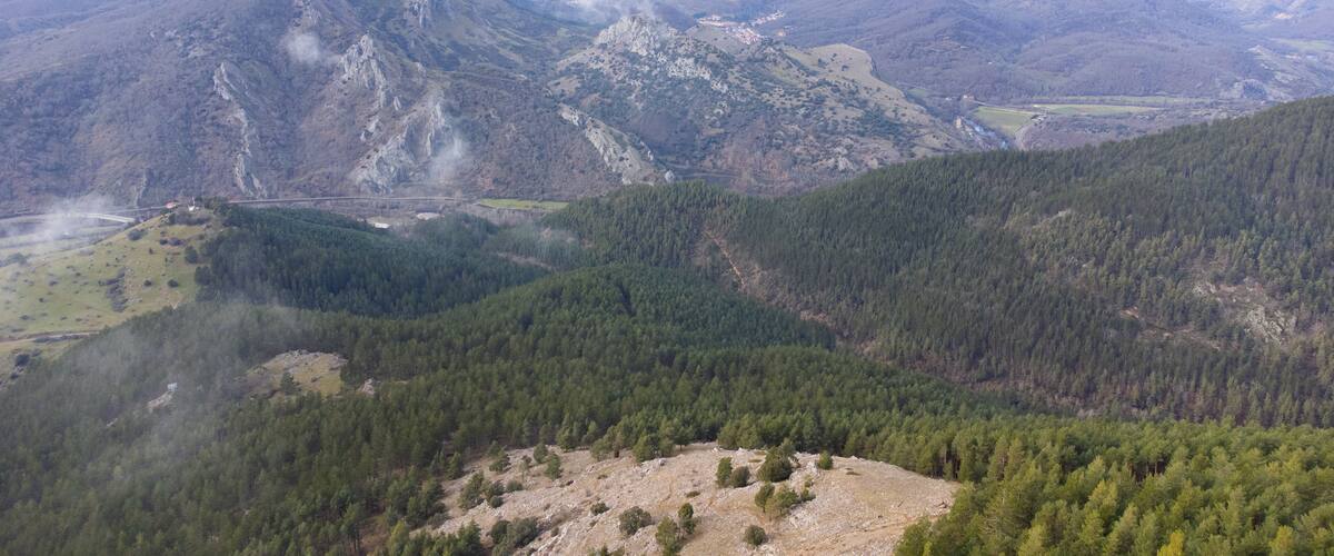 Breathtaking aerial view of pine forest covering mountain slopes in cistierna, spain