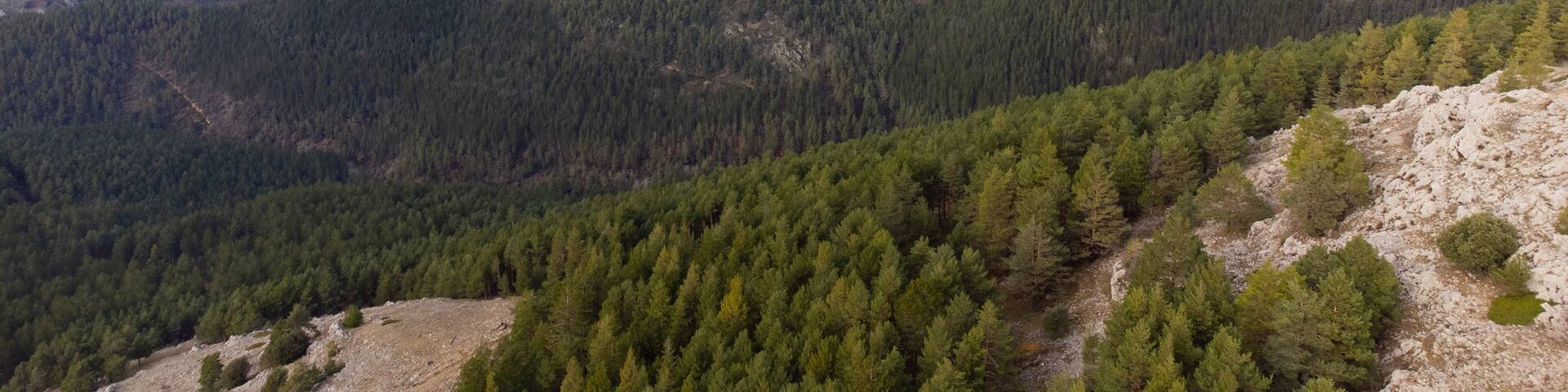 Breathtaking aerial view of pine forest covering mountain slopes in cistierna, spain