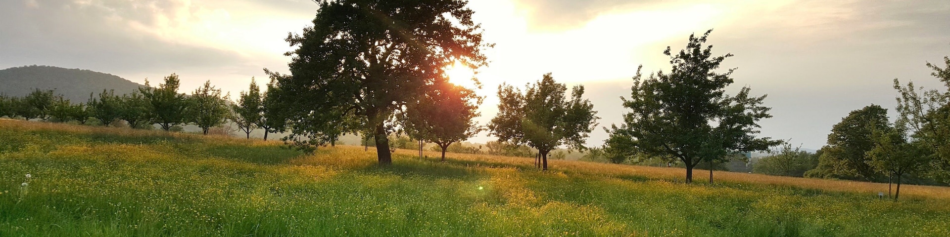 Streuobstwiesen in Boll