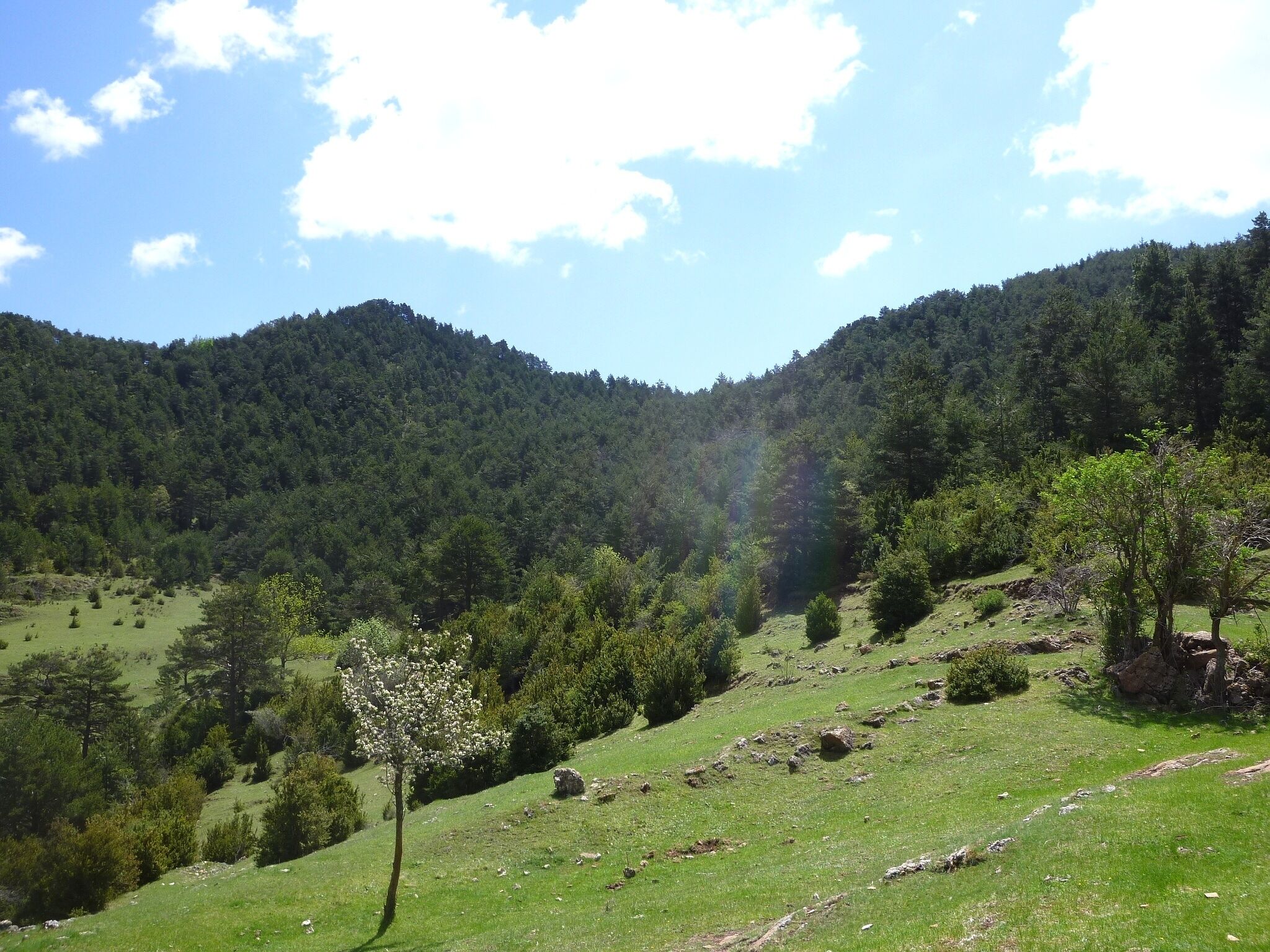 El Coll dels Brulls, al centre de la foto feta des de la Borda del Pujol, a la Serra del Verd. La Coma i la Pedra (Solsonès - Catalunya)