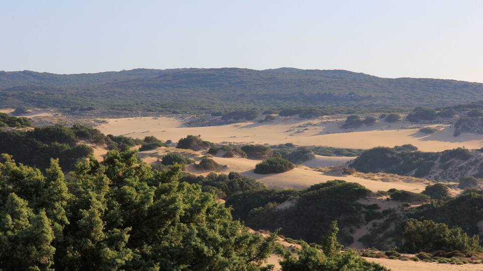 A desert landscape with sand dunes and sparse vegetation.