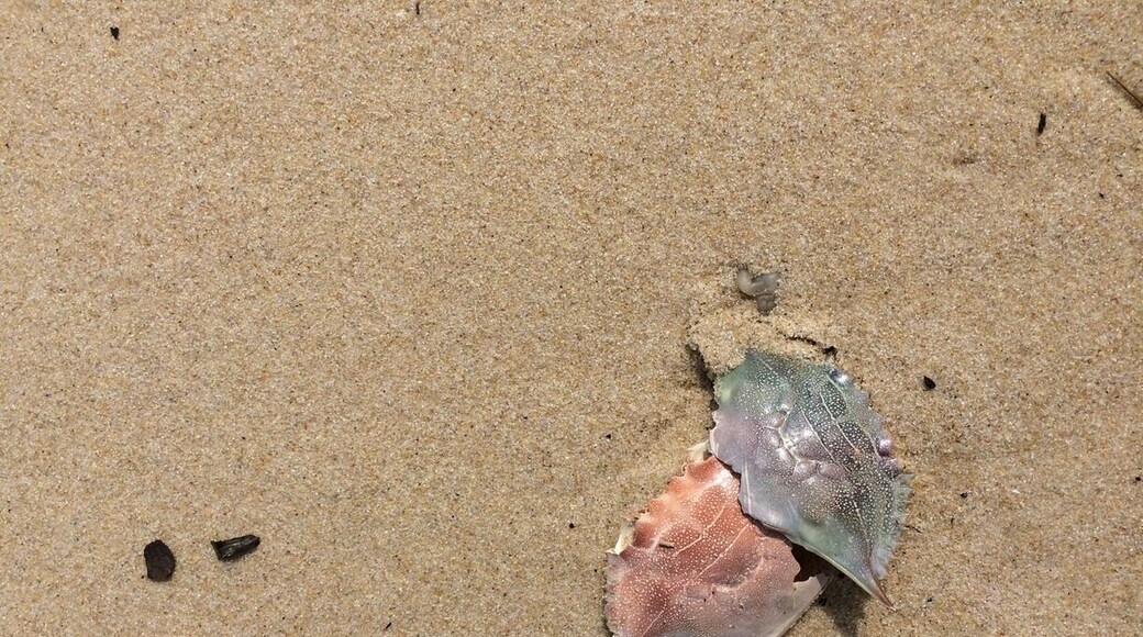 A short walk on this sandy shore of the bay revealed the sun bleached colors of the Chesapeake.