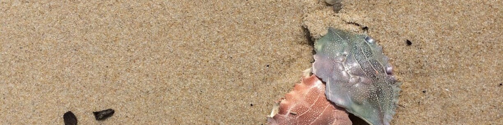 A short walk on this sandy shore of the bay revealed the sun bleached colors of the Chesapeake.