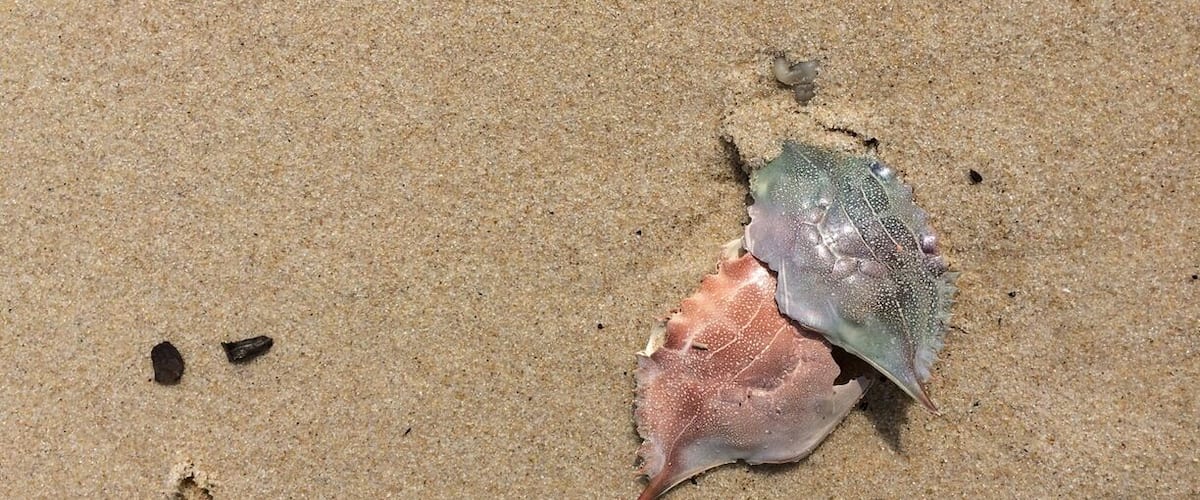 A seashell on a sandy beach.