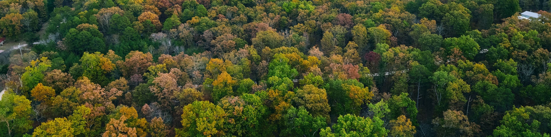 A dense forest with a mix of green and autumn-colored trees.