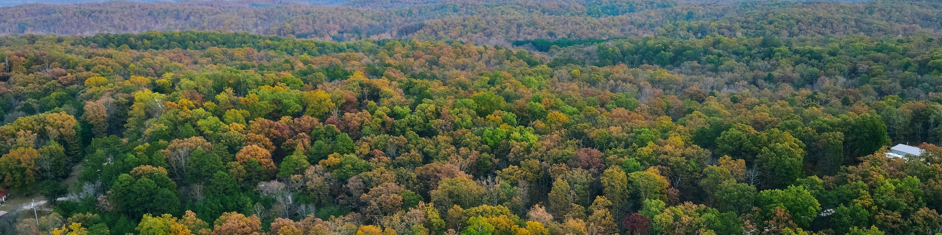 Un bosque frondoso con una mezcla de árboles verdes y con tonos otoñales.