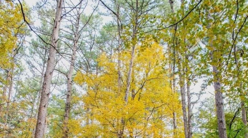 Camping in the fall at Bell Smith Springs Campground at Shawnee National Forest. #Trovember #Illinois #ShawneeNationalForest #Camping
Read my full outdoor travel guide here 👉 https://thewalkingmermaid.com/blog/shawnee-national-forest-illinois