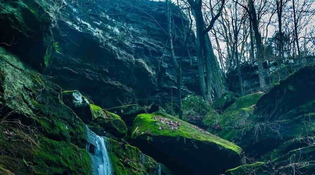 Another from Ferne Clyffe state park.