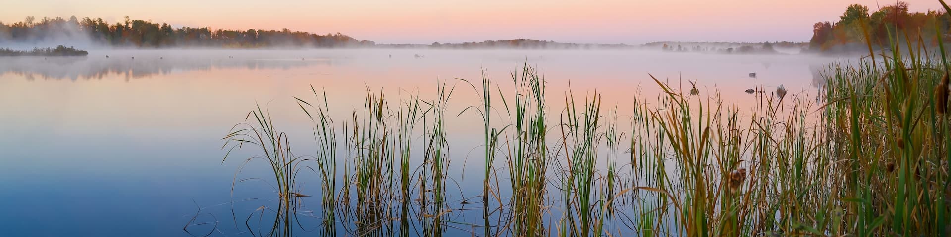 A calm lake at dawn with tall grasses in the foreground and a misty forest in the background.