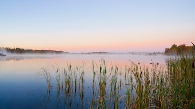Un lago tranquilo al amanecer, con altas hierbas en primer plano y un bosque brumoso al fondo.