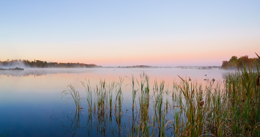 Un lago tranquilo al amanecer, con altas hierbas en primer plano y un bosque brumoso al fondo.