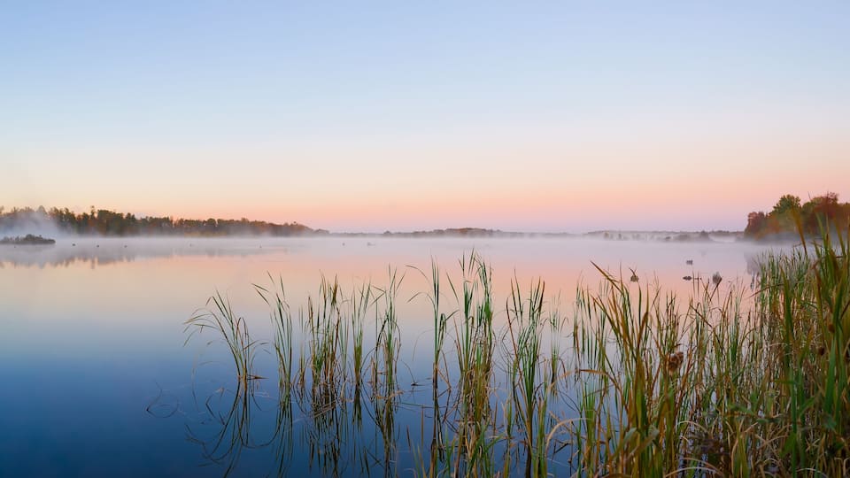 A calm lake at dawn with tall grasses in the foreground and a misty forest in the background.