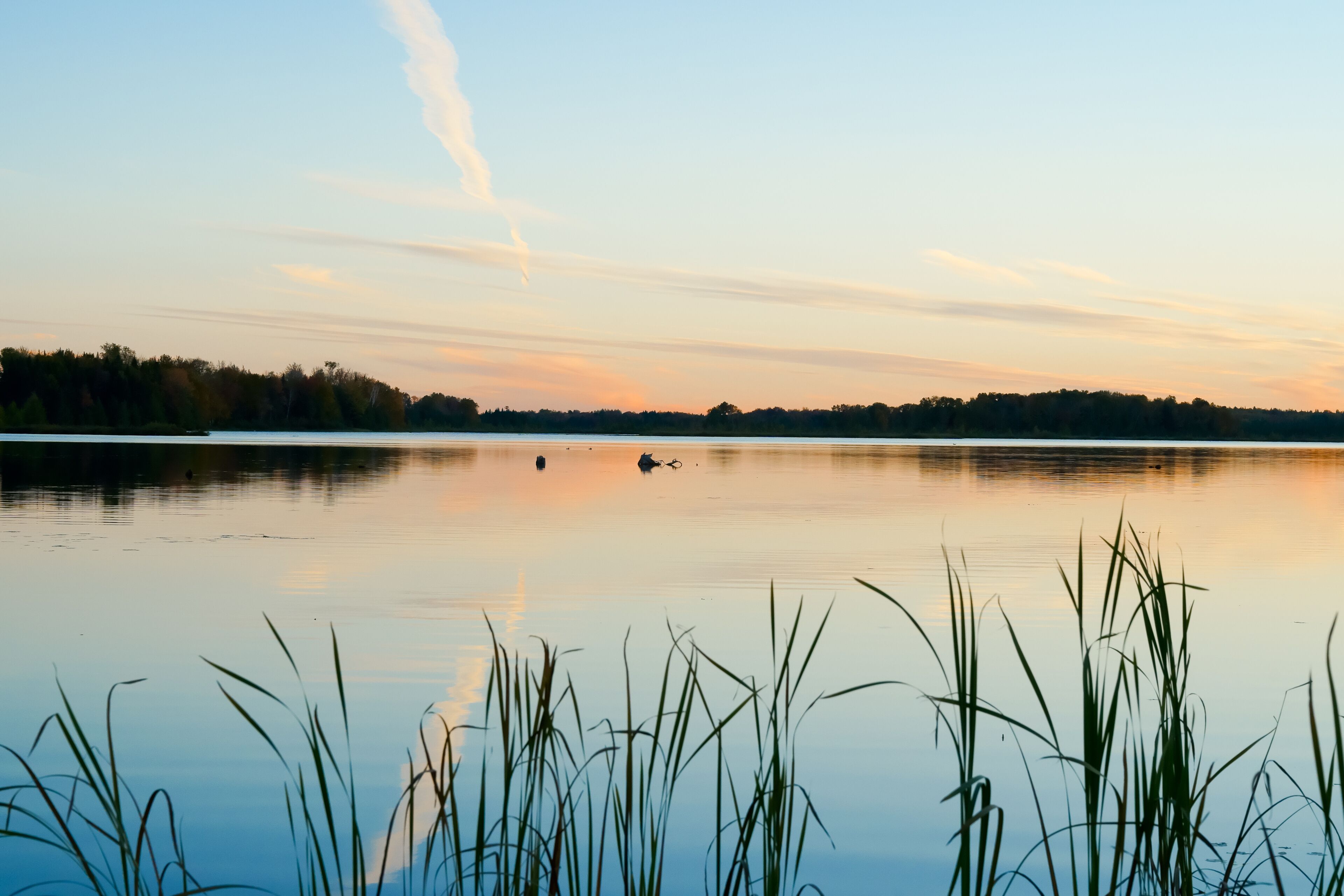 A calm lake with reeds in the foreground, a clear sky, and a forested shoreline.