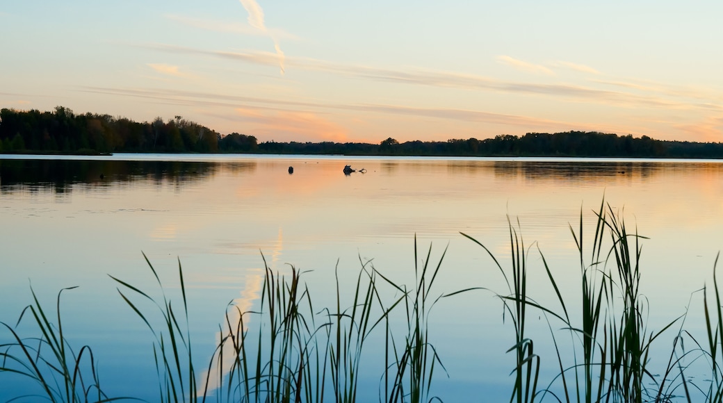 A calm lake with reeds in the foreground, a clear sky, and a forested shoreline.