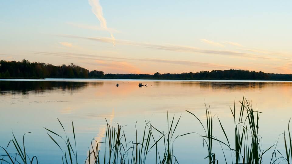 A calm lake with reeds in the foreground, a clear sky, and a forested shoreline.