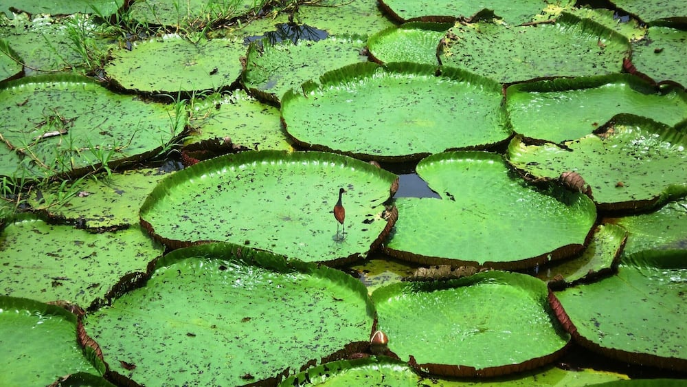 We took a 45 minute boat ride out of Manaus, Brazil to a nice area off the Rio Negro. We ate at a restaurant floating on the river, and then walked several hundreds yards back into the jungle. This was just one of many interesting photo opportunities. Notice that one of the lily pads has a visitor taking a rest.