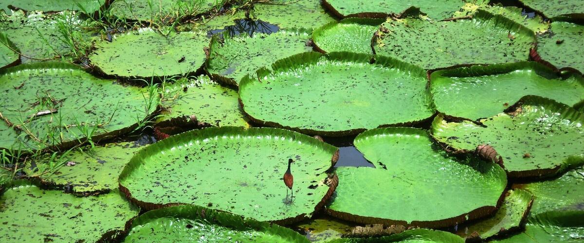 We took a 45 minute boat ride out of Manaus, Brazil to a nice area off the Rio Negro. We ate at a restaurant floating on the river, and then walked several hundreds yards back into the jungle. This was just one of many interesting photo opportunities. Notice that one of the lily pads has a visitor taking a rest.