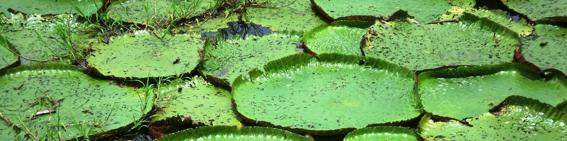 We took a 45 minute boat ride out of Manaus, Brazil to a nice area off the Rio Negro. We ate at a restaurant floating on the river, and then walked several hundreds yards back into the jungle. This was just one of many interesting photo opportunities. Notice that one of the lily pads has a visitor taking a rest.