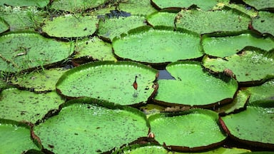 A pond with green lily pads and some grass.