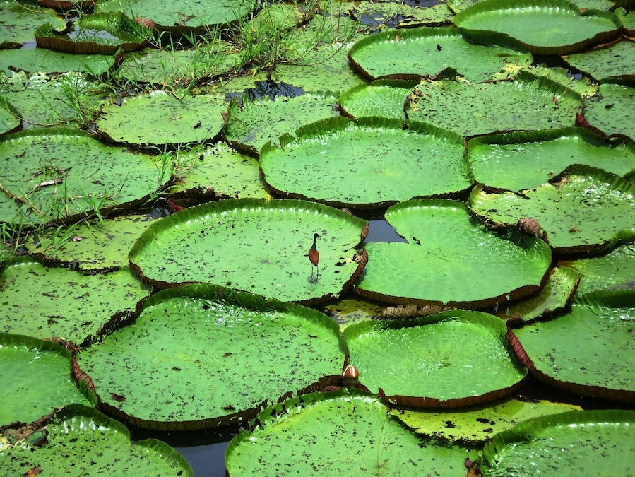 We took a 45 minute boat ride out of Manaus, Brazil to a nice area off the Rio Negro. We ate at a restaurant floating on the river, and then walked several hundreds yards back into the jungle. This was just one of many interesting photo opportunities. Notice that one of the lily pads has a visitor taking a rest.