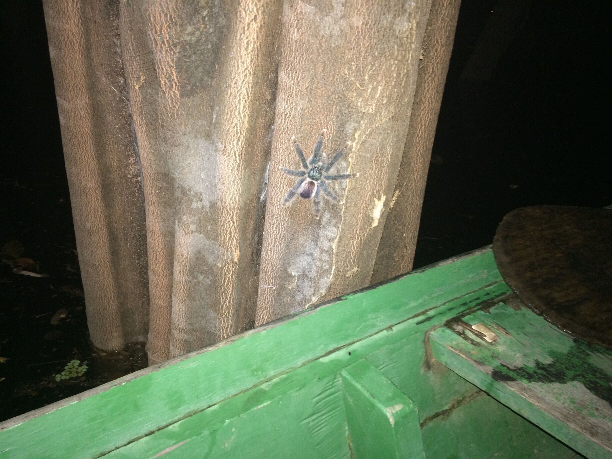 A tarantula Spider from the Amazons