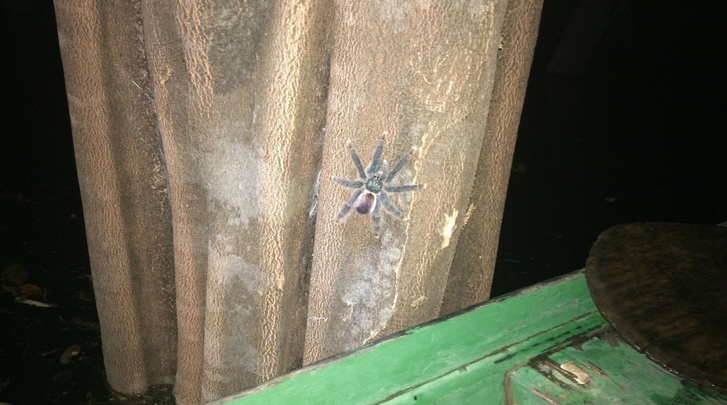 A tarantula Spider from the Amazons