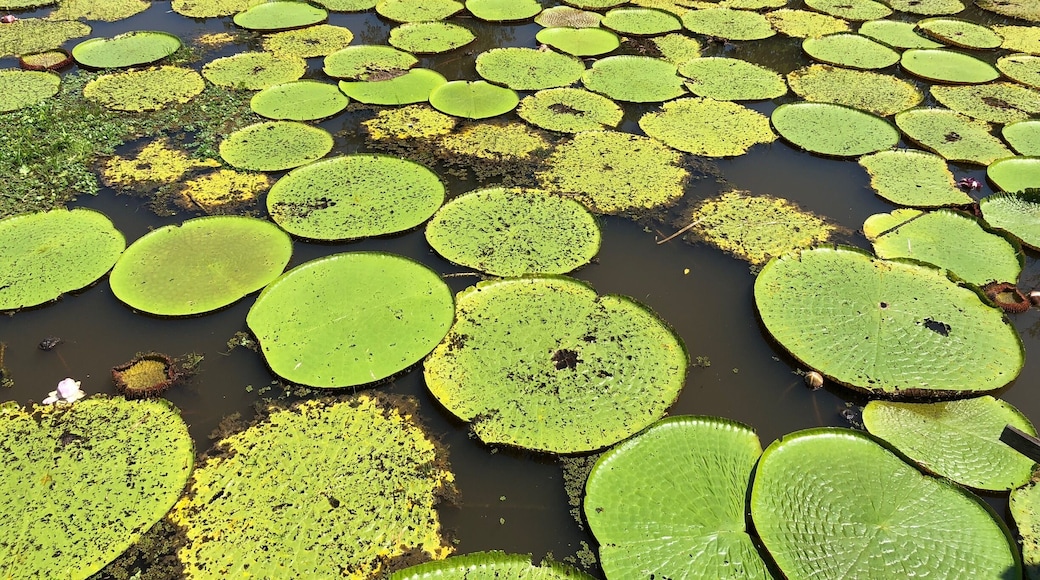 Giant Lilly pads in Rio Solimoes