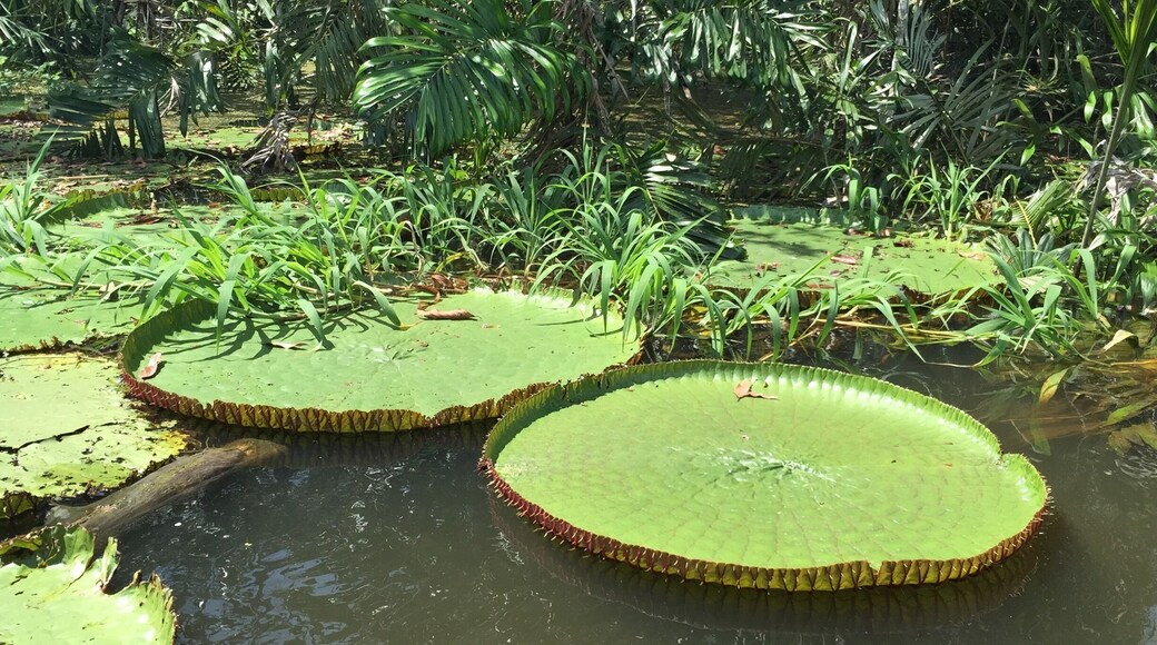 The Victoria Regia (Victoria amazonica), is the largest water lily on Earth. It can only be found growing wild in the Amazon rainforest. The lily has perfectly round leaves with an upturned edge. The lilies can grow to over 6 feet in diameter and can sustain the weight of a small sized animal like a rabbit. Its beautiful flowers are white or light pink with a slight of red on the outer edges.