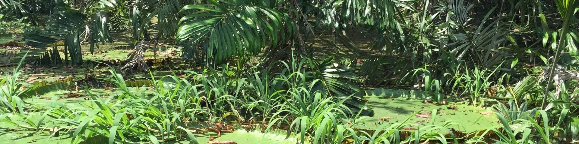 The Victoria Regia (Victoria amazonica), is the largest water lily on Earth. It can only be found growing wild in the Amazon rainforest. The lily has perfectly round leaves with an upturned edge. The lilies can grow to over 6 feet in diameter and can sustain the weight of a small sized animal like a rabbit. Its beautiful flowers are white or light pink with a slight of red on the outer edges.