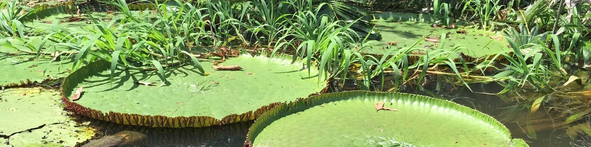 The Victoria Regia (Victoria amazonica), is the largest water lily on Earth. It can only be found growing wild in the Amazon rainforest. The lily has perfectly round leaves with an upturned edge. The lilies can grow to over 6 feet in diameter and can sustain the weight of a small sized animal like a rabbit. Its beautiful flowers are white or light pink with a slight of red on the outer edges.