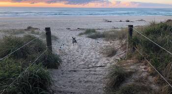 Our local hood .... early morning walks with a very eager schnauzer