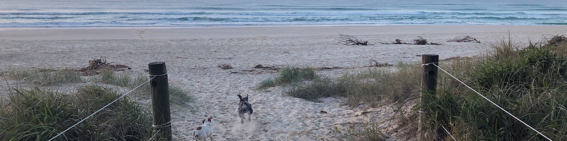 Our local hood .... early morning walks with a very eager schnauzer