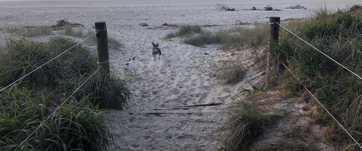 A beach with a wooden fence and a dog running towards the ocean.
